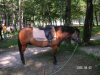 s_pict0029_thumb.png